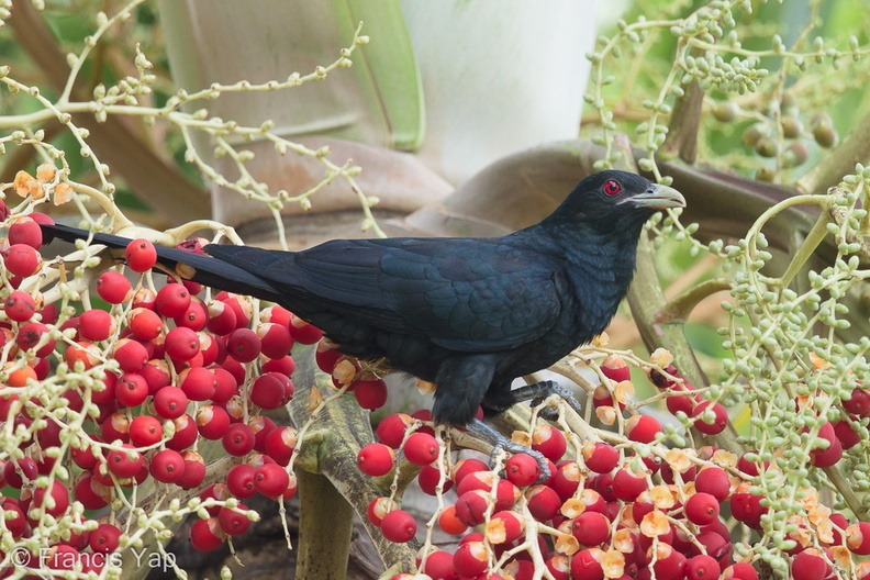 A photograph of a male Asian koel on a palm tree amongst palm fruits